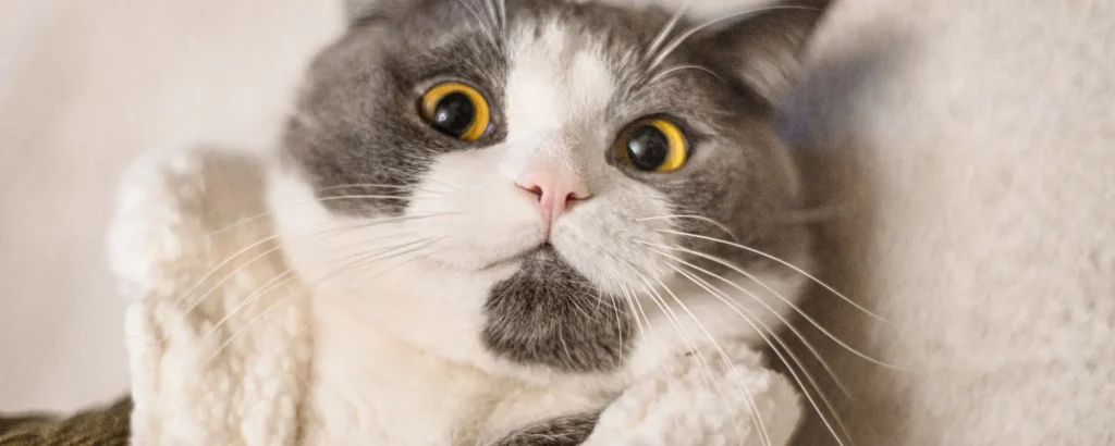 gato mascota