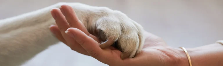 pedir la pata a tu mascota como confianza con los animales