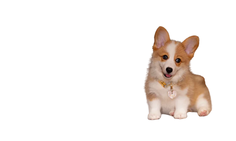 perrito mascota de boutique mascota nature