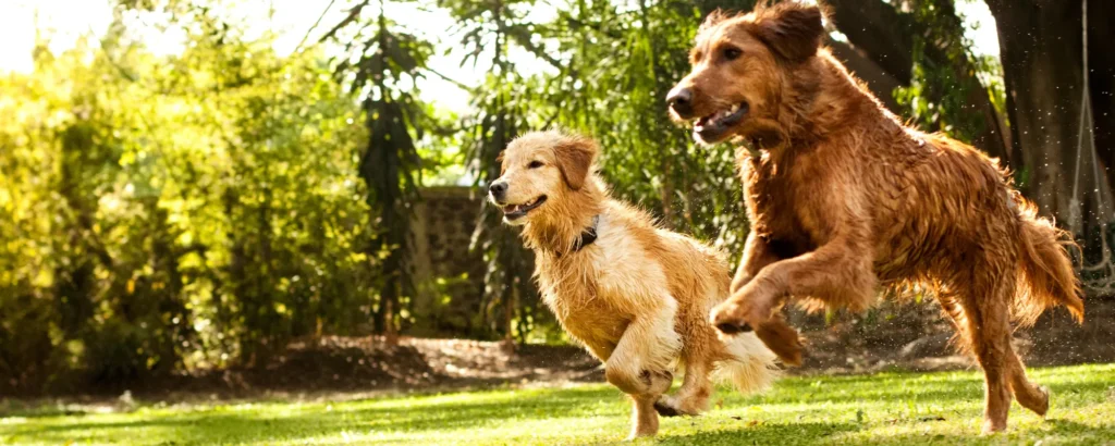 Mascotas felices en buen cuidado