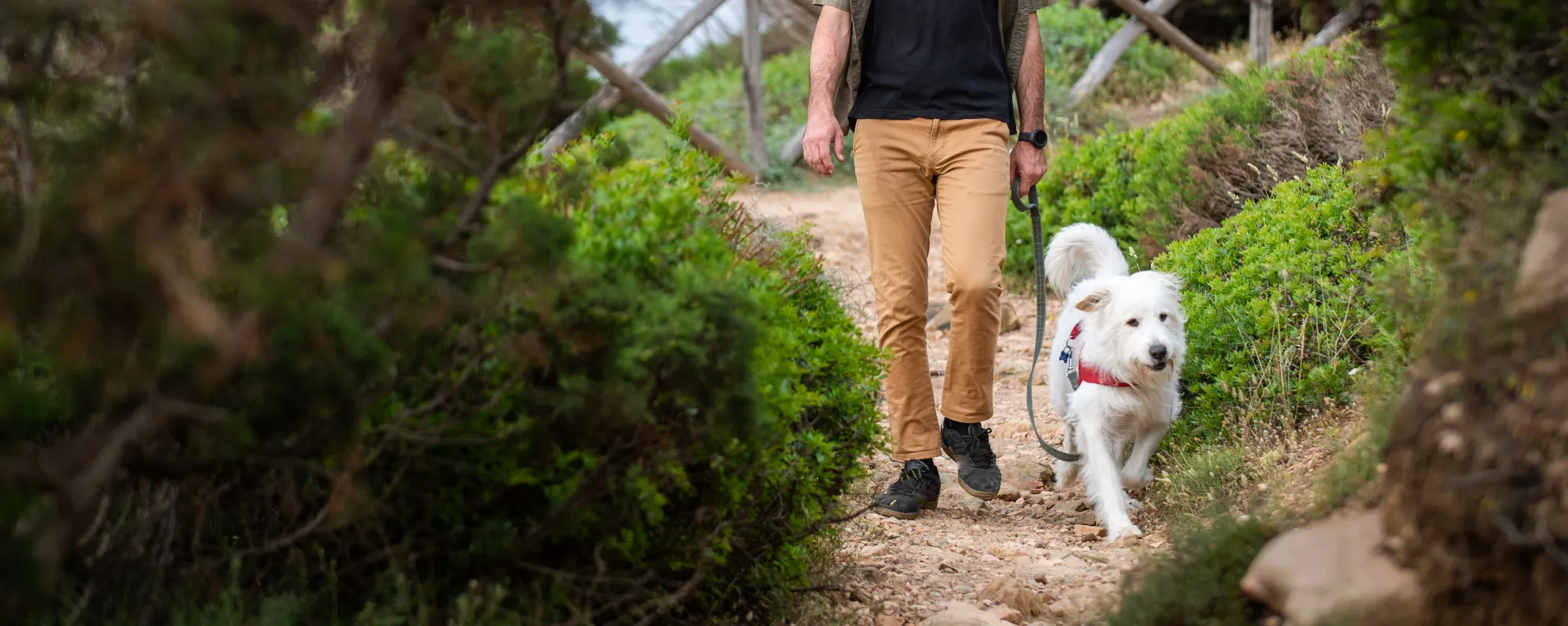 cuidado de las mascotas