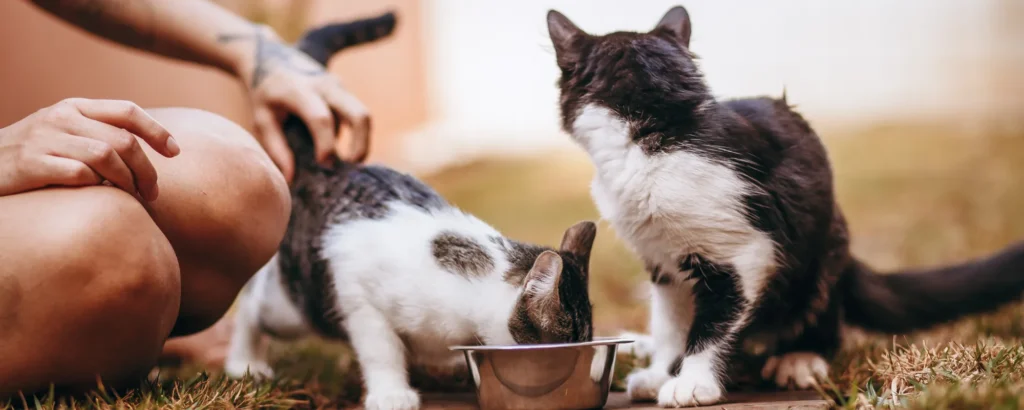 lo mejor para tus mascotas