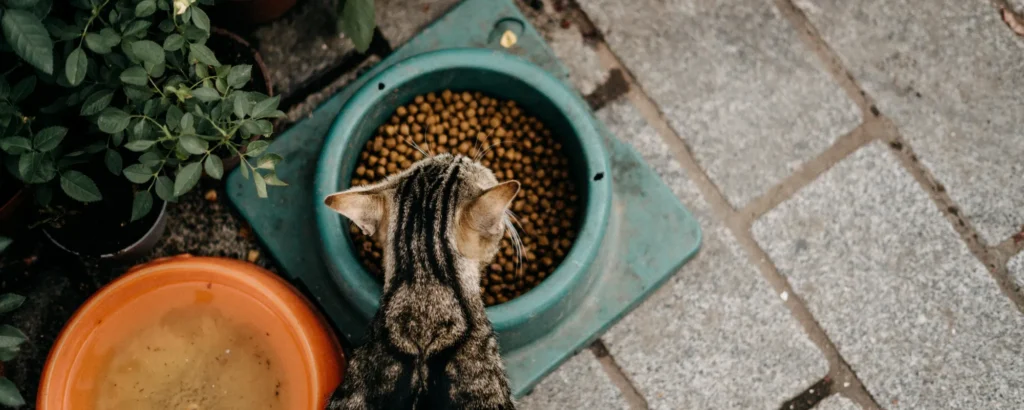 alimentación seca para gatos