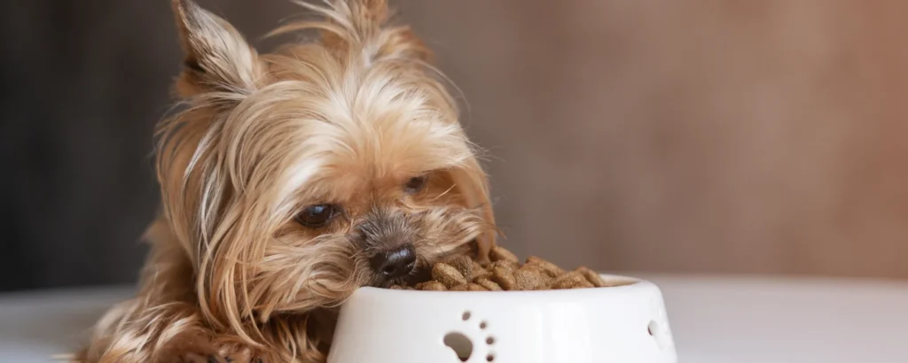 alimentación seca para perros